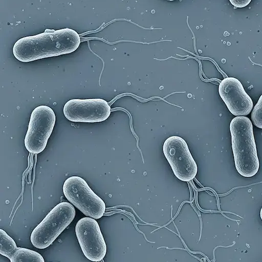 Tout savoir sur la Listeria : risques, symptômes et populations vulnérables